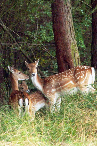 Family